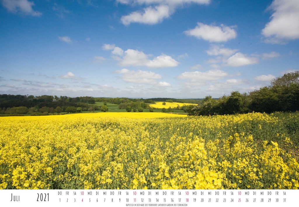 Ein blühendes Rapsfeld nach des Yorkshire Lavenders