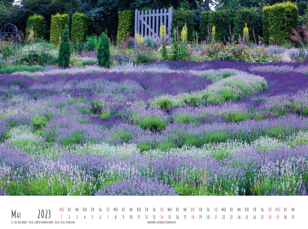 Yorkshire Lavender Terrington
